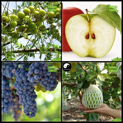Creative Farmer Garden Decoration Combo Tree Seeds : Indian Gooseberry ...