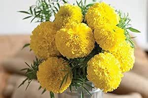 Live Green Flower Seeds | Marigold Basanti Mixed Color Flower Seeds For ...