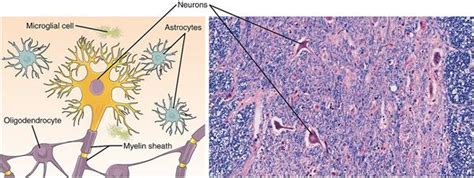 Difference between epithelial and connective, muscular and nervous ...