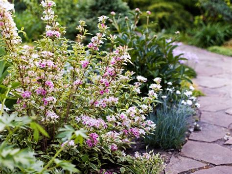 Low Maintenance Flowering Hedges at Alana Walden blog