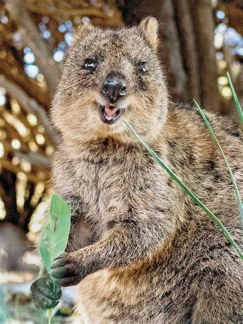 Quokka By Blessedfen On