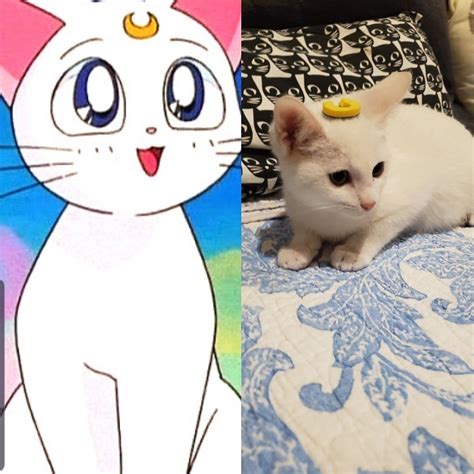 Sailor Moon Artemis Cat