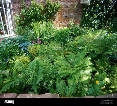Hosta Fern Shade Garden Plan How To Create The Ultimate Shade Garden