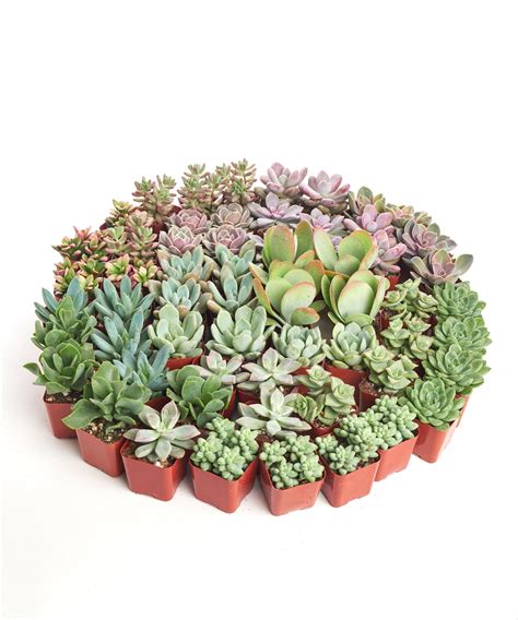 Pastel Succulent Bulk Collection#N# – Shop Succulents