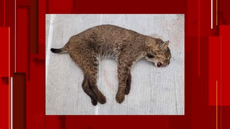 Can A Bobcat Kill A Dog
