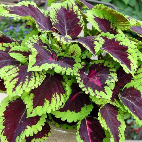 Coleus home care with photo and video
