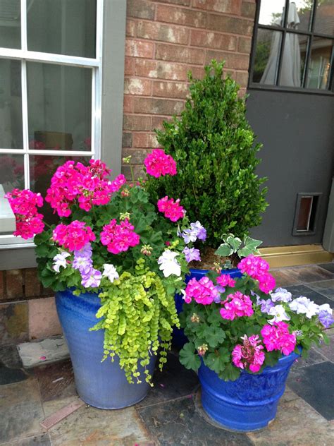 Blue Flowers To Grow In Pots at Samantha Tennant blog