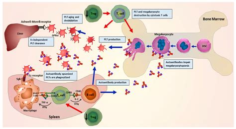Calcitriol and sirolimus combo effective in treating chronic primary ...