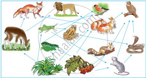 Food Web | Shaalaa.com