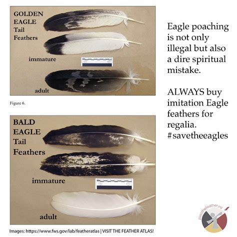 What Does Feather Mean In Native American at Ruby Hereford blog