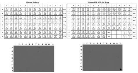 Anti-dimethyl-Histone H3 (Lys4) Antibody, clone AW30, Trial Size | 04-790-S