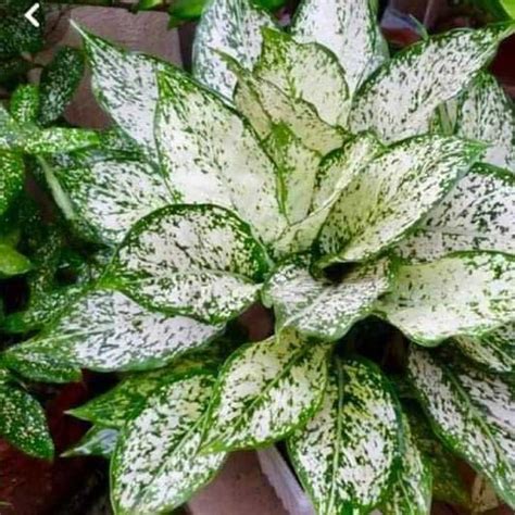 Aglaonema Snow White - Chinese Evergreen Nursery Nisarga