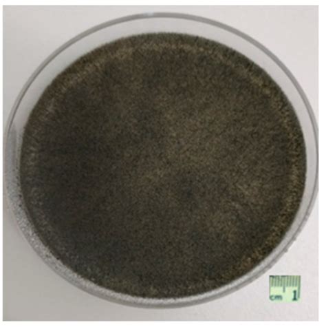 Cold-Stressed Soybean Sensitivity to Charcoal Rot