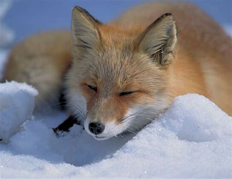 Image result for Adaptable Animals