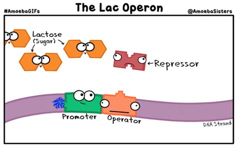 Image result for Lac Operon Negative Control