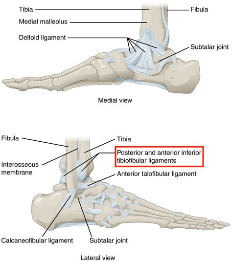 High Ankle Sprain | Musculoskeletal Physiotherapy Australia
