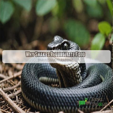 Regurgitates Python 的图像结果