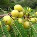Buy Amla Tree, Indian Gooseberry (Big Fruit, Grown Through Seeds ...