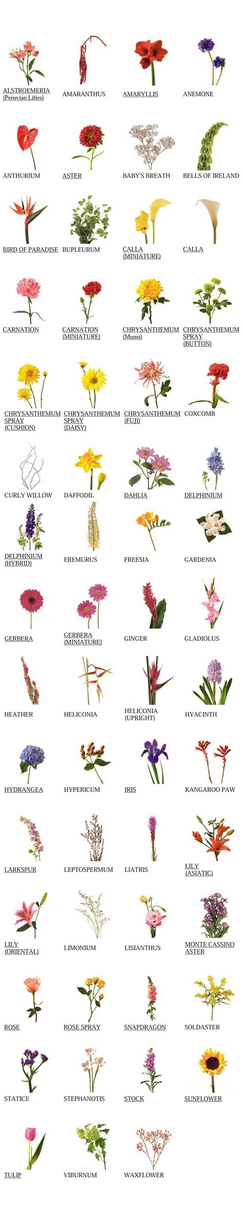 Flower glossary view names images of flowers – Artofit