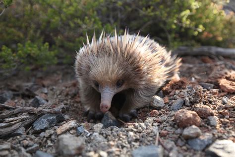 What’s the Difference: Echidnas, Hedgehogs and Porcupines