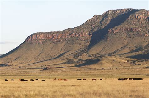 Texas 的图像结果