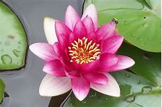 fior di lotto gautama buddha e osho la meditazione e il fiore di loto fior di lotto gautama buddha e osho la meditazione e il fiore di loto