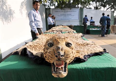 Amazon,Ebay, Snapdeal, OLX And Quikr - Endangered Animals & Their Parts ...