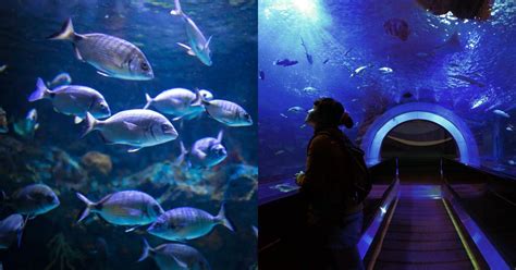 India's First Tunnel Aquarium Opening at KSR Railway Station in ...