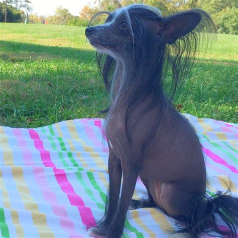 Chinese Crested Hairless Dog