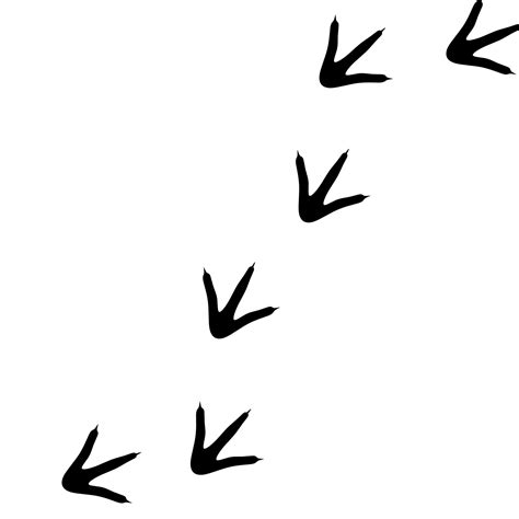 Chicken Footprints