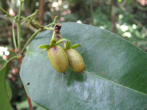 Vismia cayennensis (Jacq.) Pers. | Plants of the World Online | Kew Science
