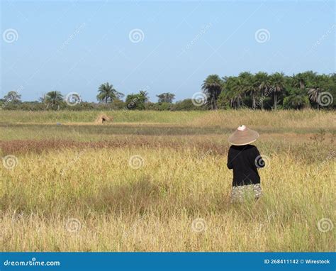 Vietnamese Woman Wearing the Traditional Conical Straw Hat in an Agricultural Field Stock Photo ... - agriculture in vietnamese