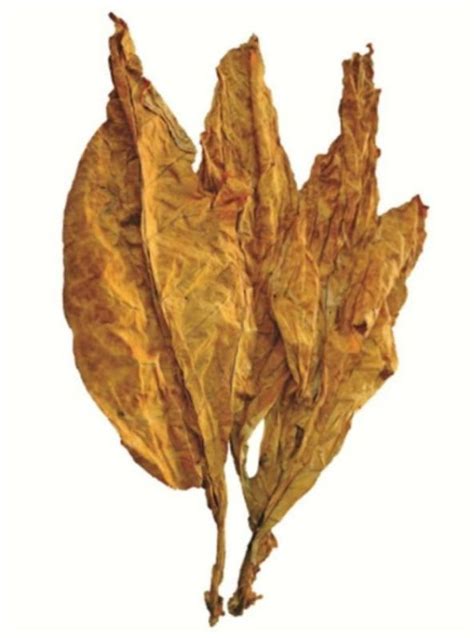 Natural Indian Burley Tabacoo Leaves Manufacturers and Suppliers from Etah