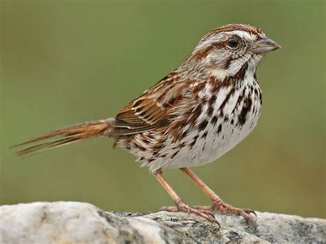 Song Sparrow - eBird