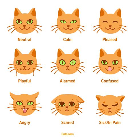 Cat Anatomy Guide - Cats.com