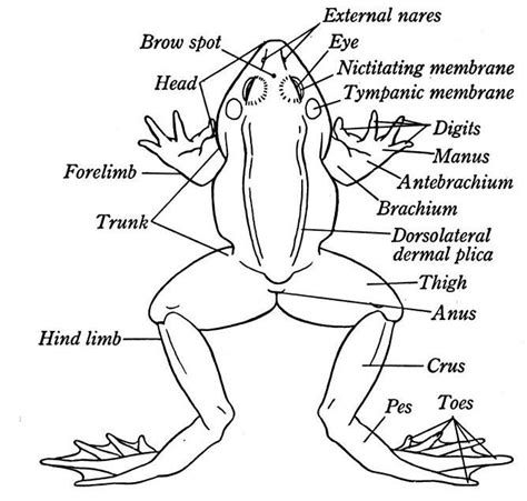 frog diagram external