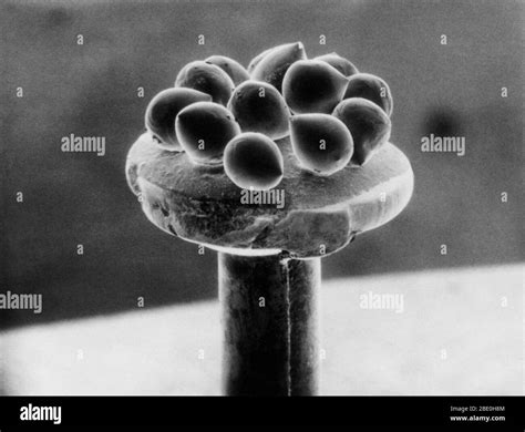 Scanning Electron Micrograph 的图像结果