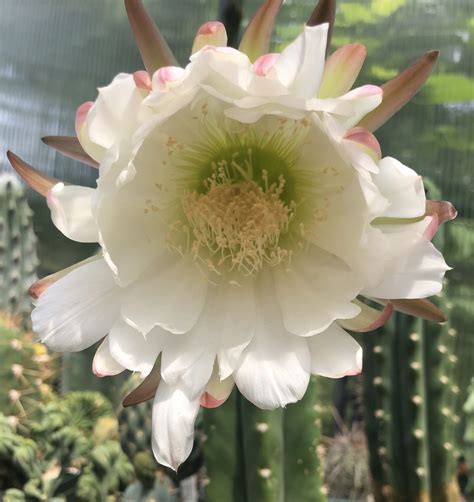 Trichocereus Pachanoi | San Pedro Cactus - Cactus Kingdom