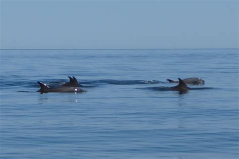 Dolphin 的图像结果