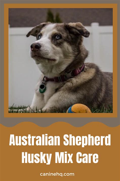 Australian shepherd husky mix complete guide 2023 – Artofit