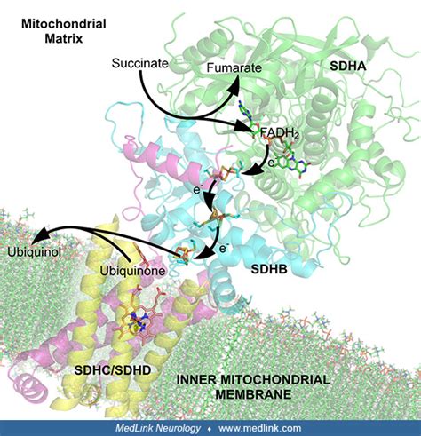 Image result for Complex Number II