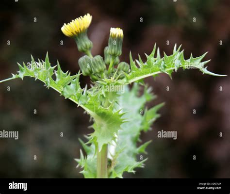 Prickly Sow Thistle, Sonchus asper, Asteraceae Stock Photo - Alamy