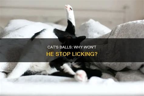 Image result for Cat Stack Sticker