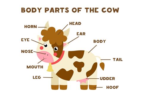 Body parts of the cow. Scheme for children. 2069233 Vector Art at Vecteezy