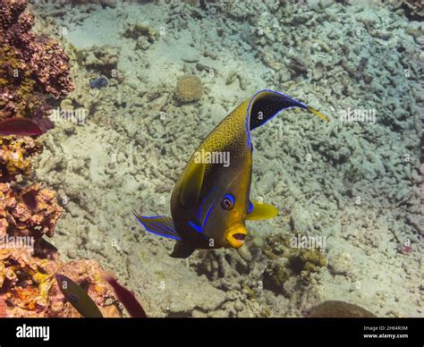 Image result for Colorful Angelfish