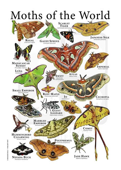 Types of moths in indiana – Artofit