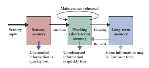 Image result for Transactive Memory Quizlet
