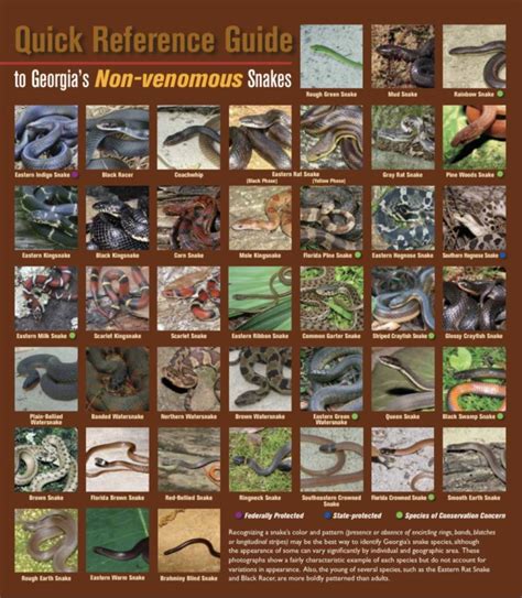 Most Georgia Snakes are Harmless - The Augusta Press