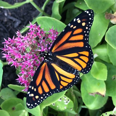 Female Monarch Butterfly Dorsal View Of A Female Monarch Butterfly In