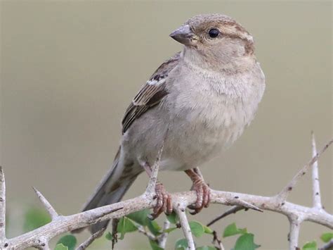 44. House Sparrow (ಗುಬ್ಬಚ್ಚಿ - Gubbachi)
